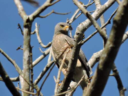 Aguililla caminera (Rupornis magnirostris)