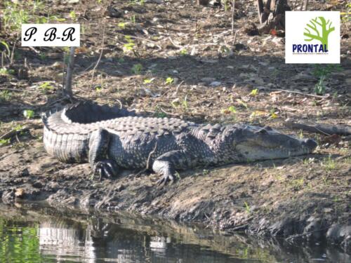 Swamp crocodile (Crocodylus moreletii)