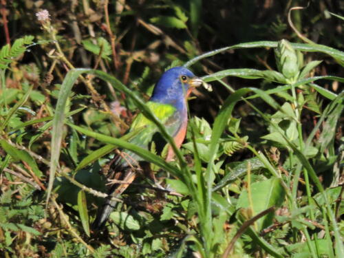 Colorín sietecolores (Passerina ciris)