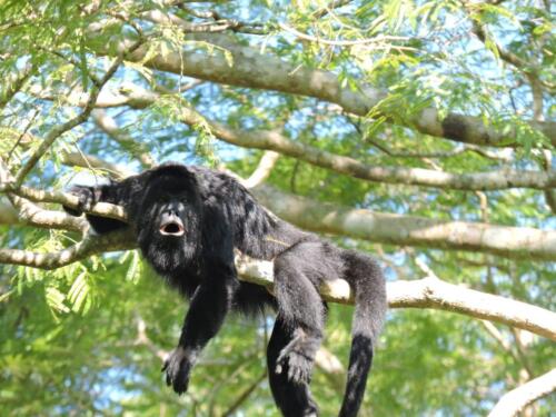 Black howler monkey (Alouatta pigra)