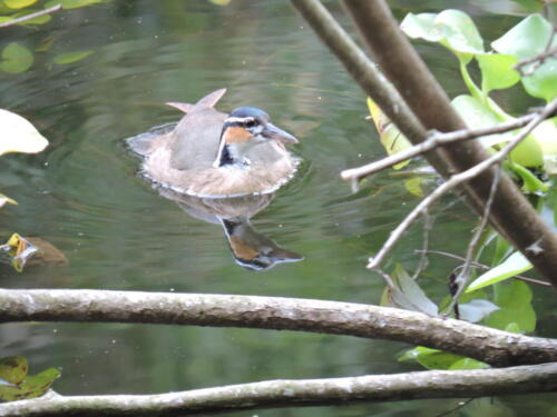 Cantil bird (Heliornis fulica)