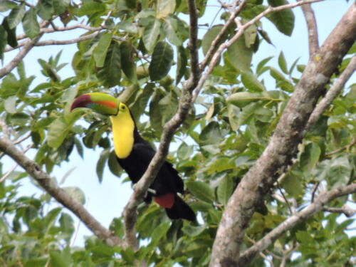 Canoe-billed toucan (Ramphastos sulfuratus)