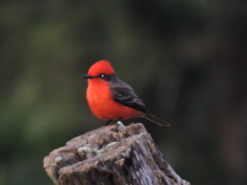 Papamoscas cardenalito (Pyrocephalus rubinus)