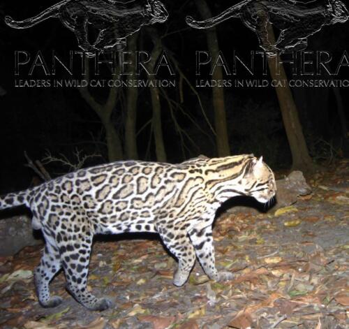 Ocelot (Leopardus pardalis)